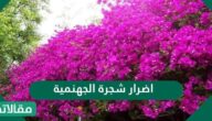 اضرار شجرة الجهنمية
