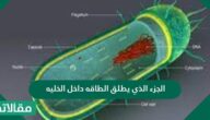 الجزء الذي يطلق الطاقة داخل الخلية