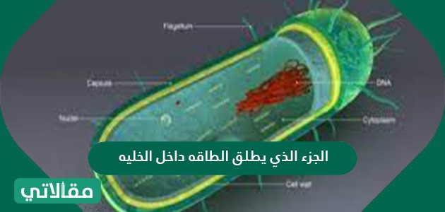 الجزء الذي يطلق الطاقة داخل الخلية