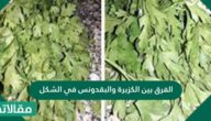 الفرق بين الكزبرة والبقدونس في الشكل