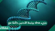 جزيء dna يرتبط الأدنين دائمًا مع