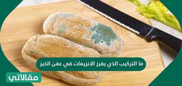 ما التركيب الذي يفرز الإنزيمات في عفن الخبز