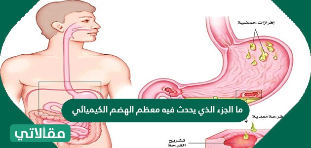 ما الجزء الذي يحدث فيه معظم الهضم الكيميائي