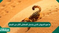 ما هو الحيوان الذي يتحمل العطش أكثر من الجمل