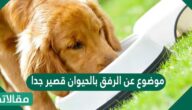 موضوع عن الرفق بالحيوان قصير جدا