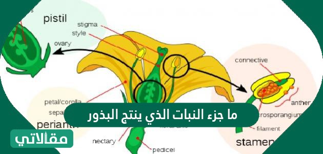 السداة هي الجزء في الزهرة