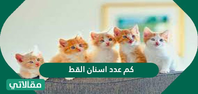 كم عدد أسنان القط
