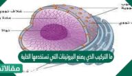 ما التركيب الذي يصنع البروتينات التي تستخدمها الخلية