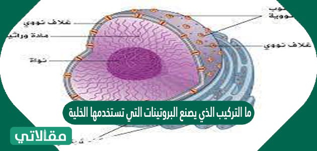 ما التركيب الذي يصنع البروتينات التي تستخدمها الخلية