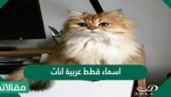 اسماء قطط عربية اناث مميزة وجديدة