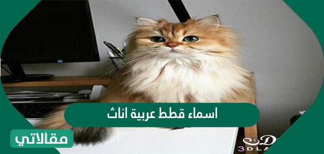 اسماء قطط عربية اناث