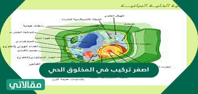 المخلوق الحي بناء وحدة الدرس الأول: