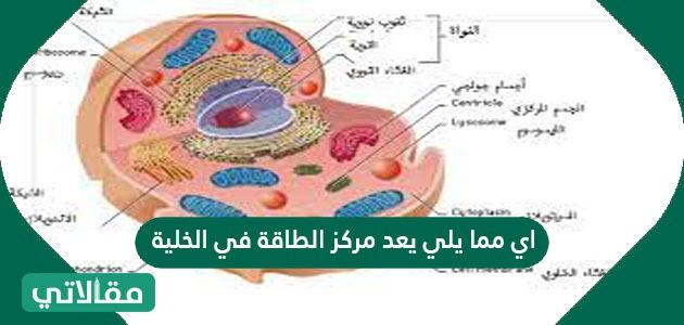 يعد الطاقة مركز ممايلي في ؟ اي الخلية اي ممايلي