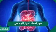 صور اعضاء الجهاز الهضمي