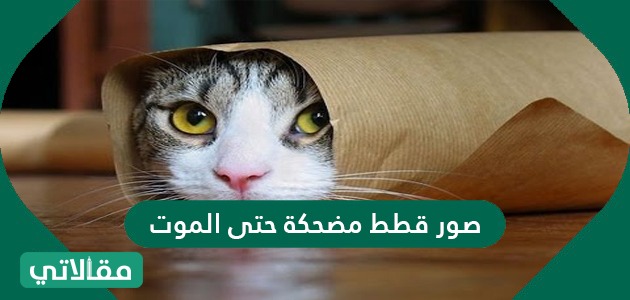 صور قطط مضحكة حتى الموت