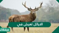 الايائل تعيش في