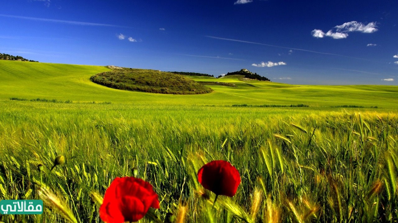 صور من الطبيعة