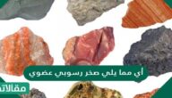 أي مما يلي صخر رسوبي عضوي