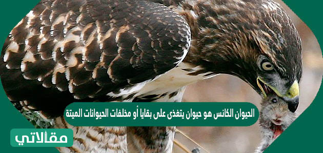 الحيوان الكانس هو حيوان يتغذى على بقايا أو مخلفات الحيوانات الميتة ولا يصطاد ولا يقتل