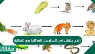 الذي ينتقل في السلاسل الغذائية هو الطاقة.