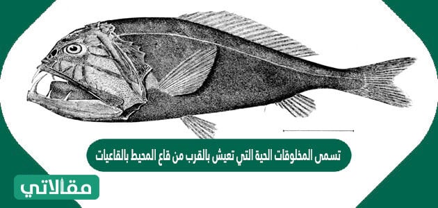 اي المجموعات التالية لاتصنف فيها المخلوقات الحية في نظام بيئي