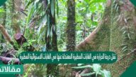 تقل درجة الحرارة في الغابات المطيرة المعتدلة عنها في الغابات الاستوائية المطيرة