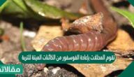 تقوم المحللات بإعادة الفوسفور من الكائنات الميتة للتربة.