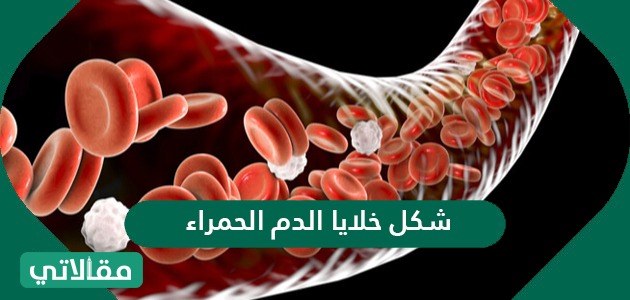يحمل الدم النواتج المطروحة من نشاط الخلية إلى ليتخلص منها