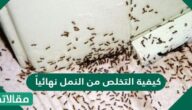 كيفية التخلص من النمل نهائياً