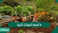 ما أهمية الحيوانات للتربة