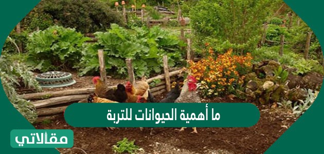 ما أهمية الحيوانات للتربة
