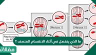 ما الذي ينفصل في أثناء الانقسام المنصف ؟