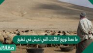 ما نمط توزيع الكائنات التي تعيش في قطيع