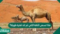 ماذا تسمى الناقة اللتي لم تلد لفترة طويلة؟