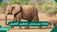 ماذا يسمى صغير الفيل