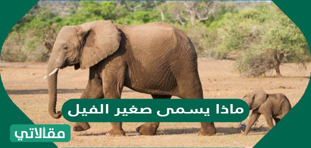 ماذا يسمى صغير الفيل