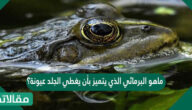 ماهو البرمائي الذي يتميز بأن يغطي الجلد عيونة؟