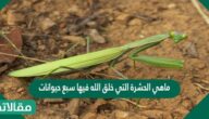 ماهي الحشرة التي خلق الله فيها سبع حيوانات