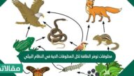 مخلوقات توفر الطاقة لكل المخلوقات الحية في النظام البيئي
