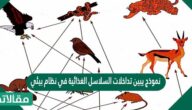 نموذج يبين تداخلات السلاسل الغذائية في نظام بيئي