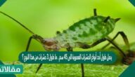 يصل طول أحد أنواع الحشرات العصوية الى 45 سم . ما طول 3 حشرات من هذا النوع ؟