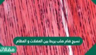 نسيج ضام صلب يربط بين العضلات و العظام