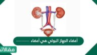 أعضاء الجهاز البولي هي أعضاء ……………