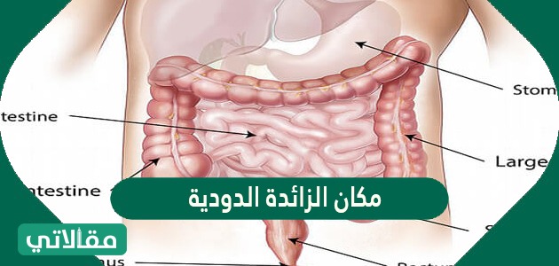 مكان الزائدة الدودية