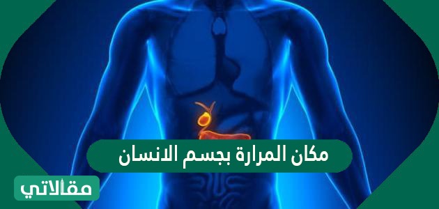 مكان المرارة بجسم الانسان 