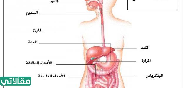 العصبي بالصور القولون مكان اخي العزيز