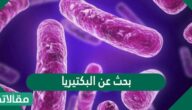 بحث عن البكتيريا 
