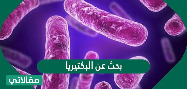 بحث عن البكتيريا 