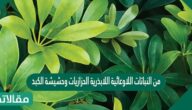 من النباتات اللاوعائية اللابذرية الحزازيات وحشيشة الكبد،