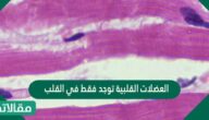 العضلات القلبية توجد فقط في القلب